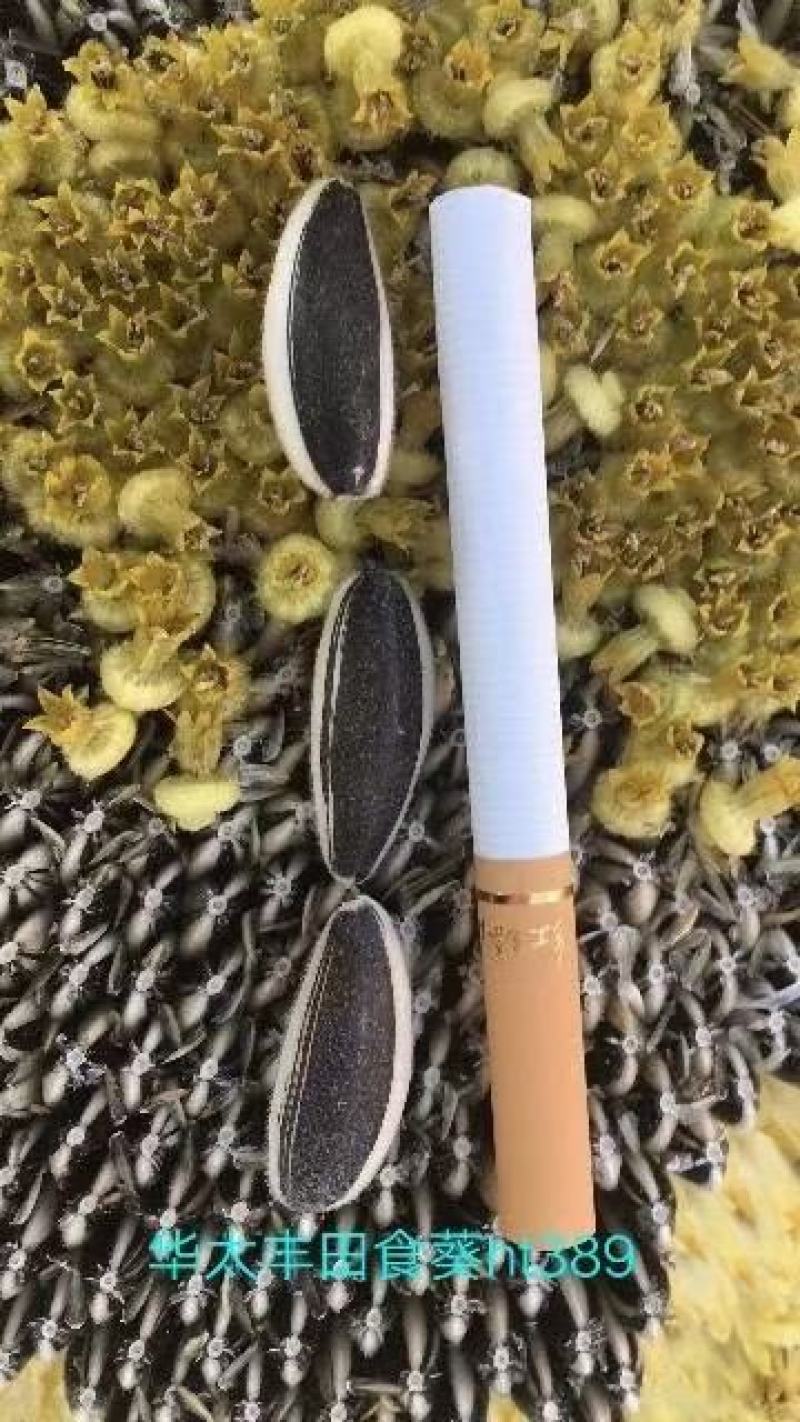 三系杂交向日葵种子大量供应，辽宁沈阳，厂家直发，价格可议