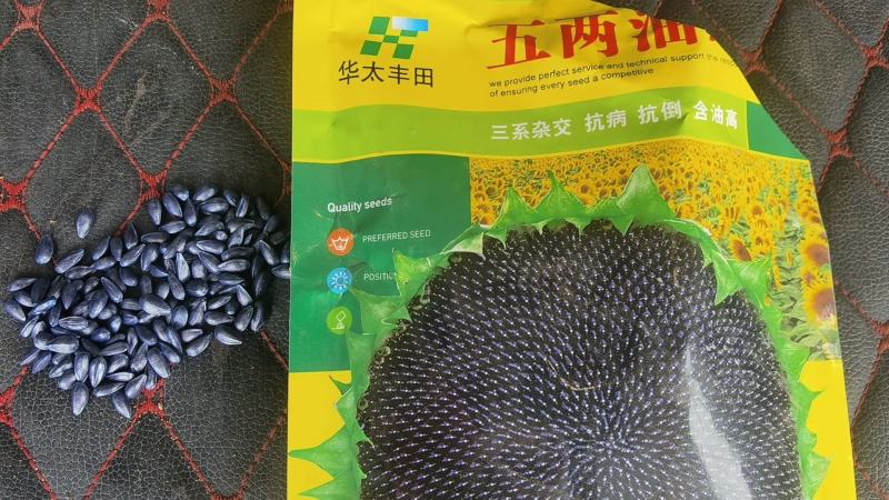 三系杂交向日葵种子大量供应，辽宁沈阳，厂家直发，价格可议