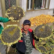 【精品】向日葵种子，大量供应，厂家直发，价格可议辽宁沈阳