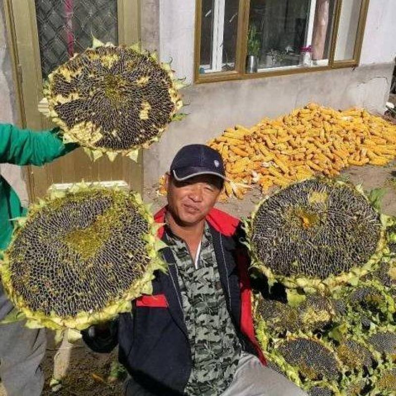 【精品】向日葵种子，大量供应，厂家直发，价格可议辽宁沈阳