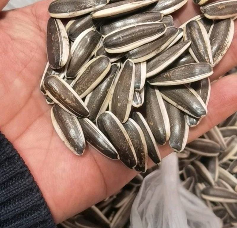 【精品】向日葵种子，大量供应，厂家直发，价格可议辽宁沈阳