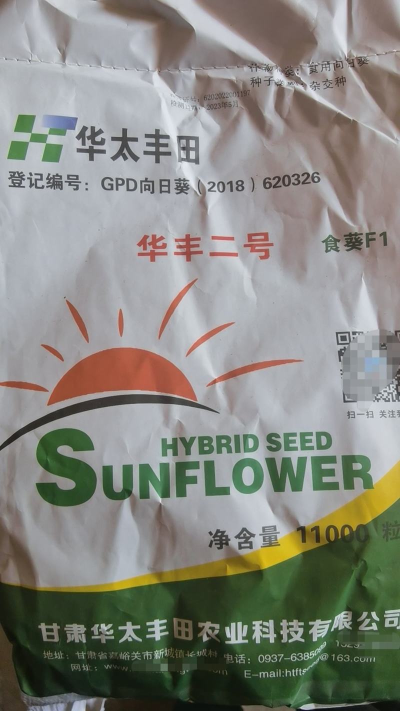 包邮，三系杂交向日葵种子大量供应，厂家直发，量大从优