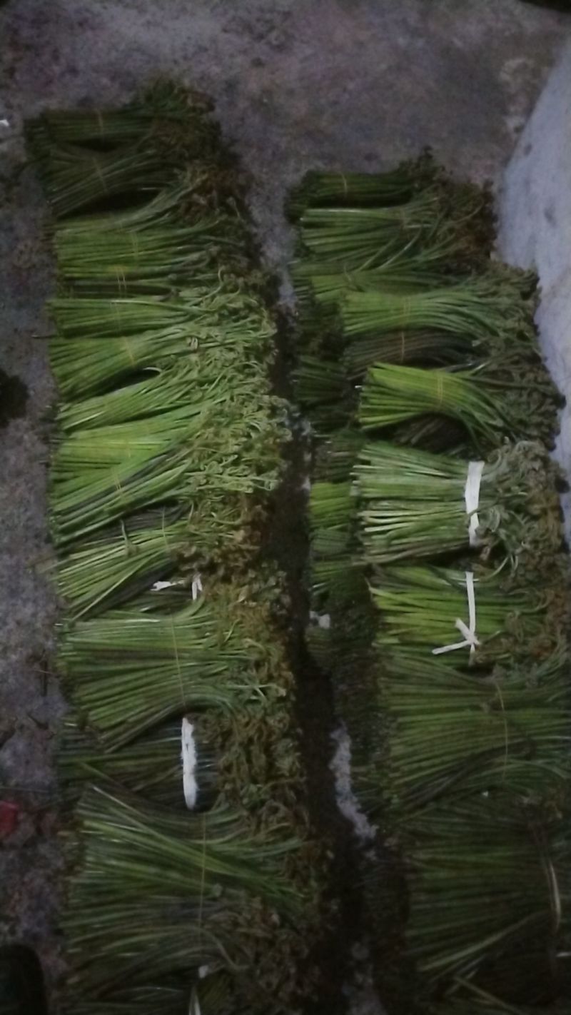 贵州蕨菜