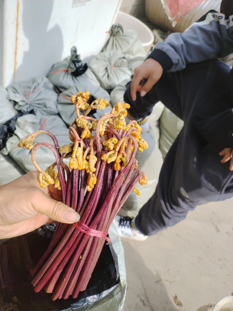 贵州蕨菜
