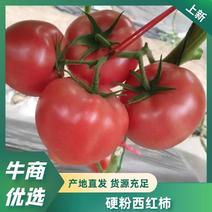 无限生长型番茄苗（越夏秋延）硬度好，高抗TY病毒，产量高