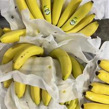 专营各种香蕉果蔬批发，欢迎各位老板咨询采购