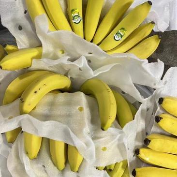 专营各种香蕉果蔬批发，欢迎各位老板电话咨询采购