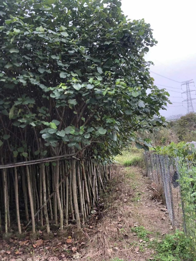 黄槿2～30公分