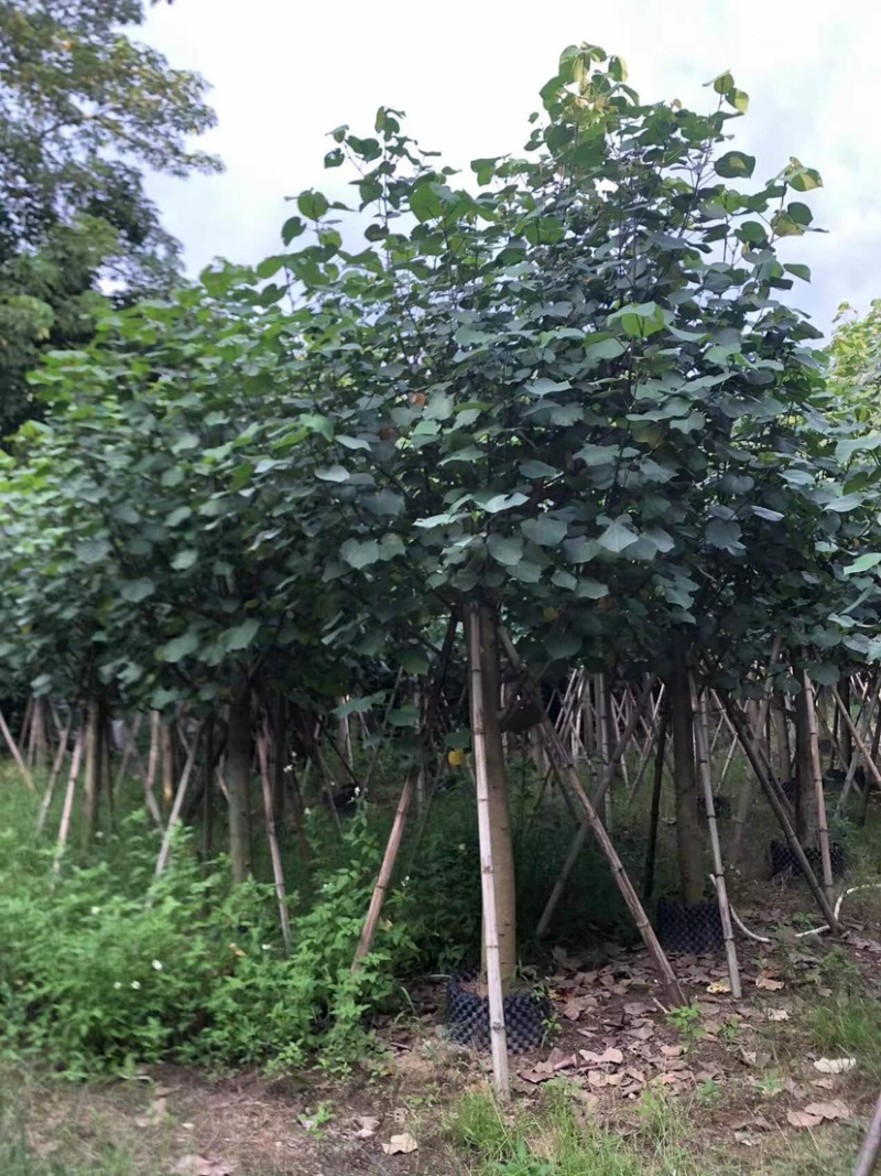 黄槿2～30公分