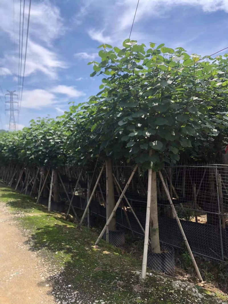 黄槿2～30公分