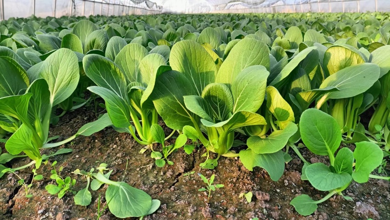 【实力供货】上海青鲜货，精品小油菜，产地直发协助找车装车