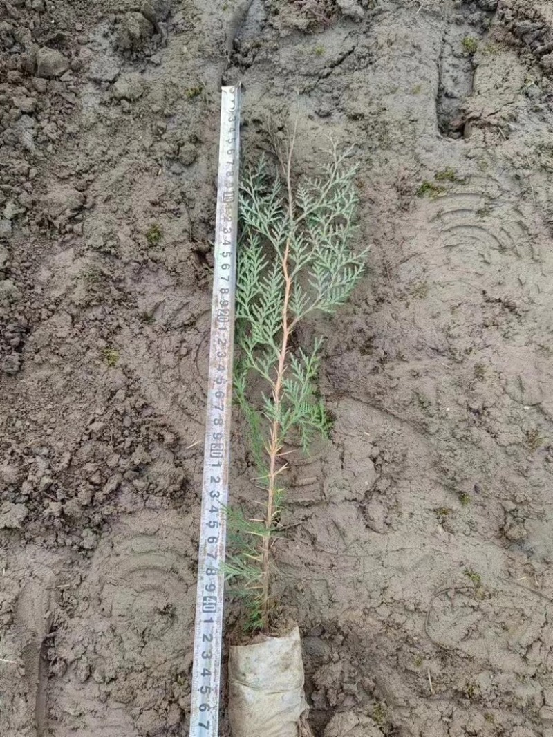 侧柏柏树大量有货量大从优欢迎老板致电详谈价格优