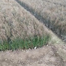 侧柏柏树大量有货量大从优欢迎老板致电详谈价格优