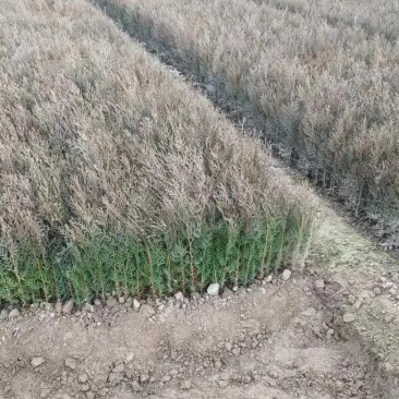 侧柏柏树大量有货量大从优欢迎老板致电详谈价格优