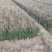 侧柏柏树大量有货量大从优欢迎老板致电详谈价格优