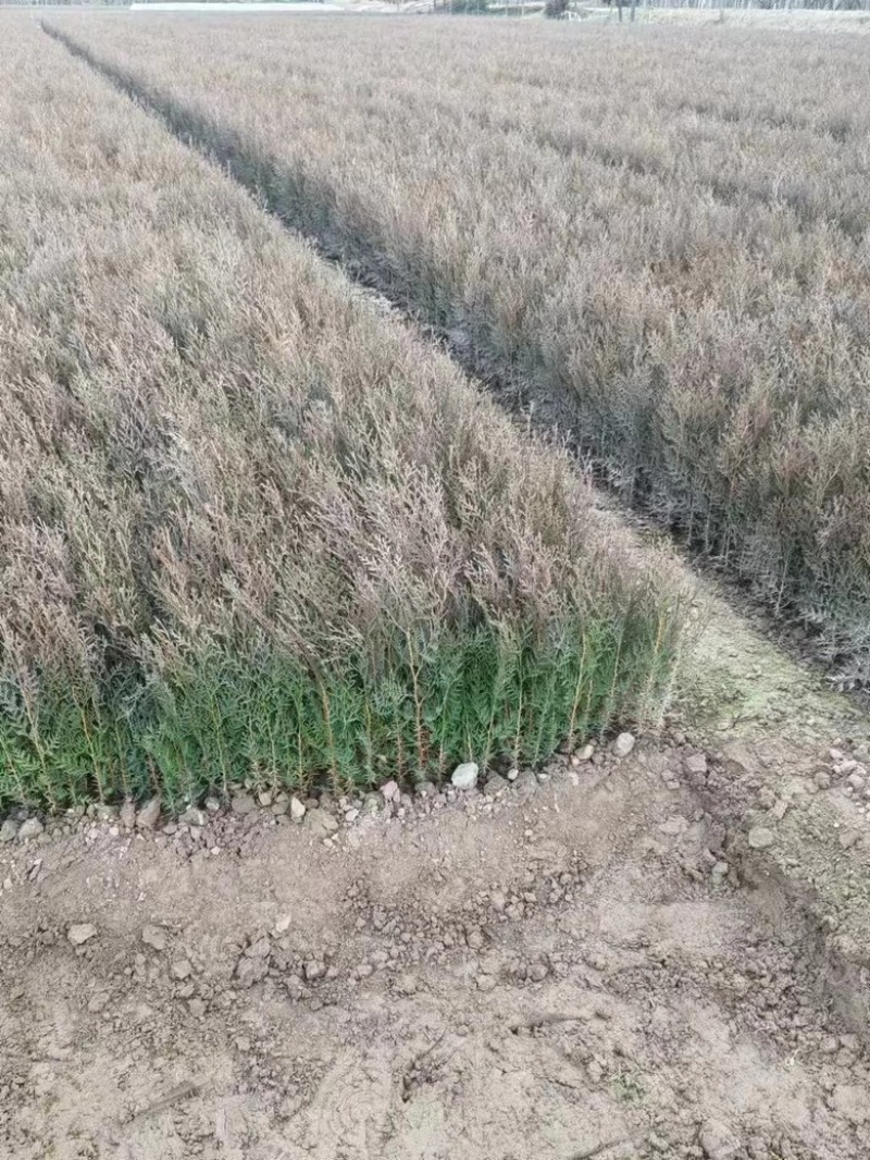 侧柏柏树大量有货量大从优欢迎老板致电详谈价格优