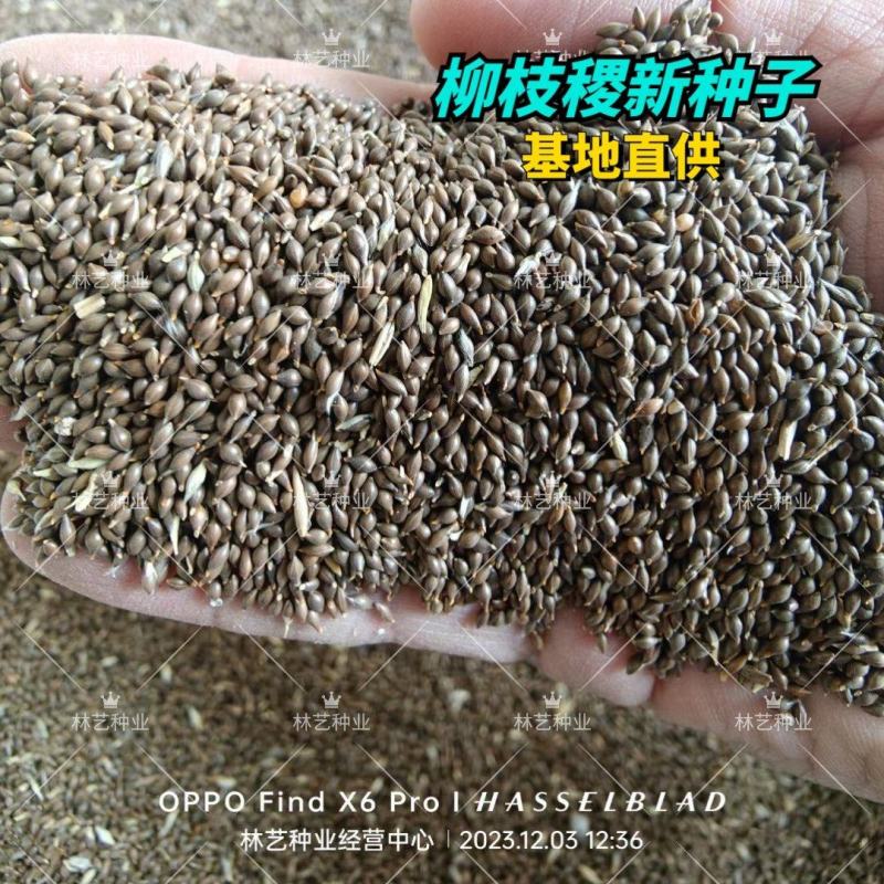 柳枝稷种子阿拉莫暖季多年生禾草观赏草种子四季播种
