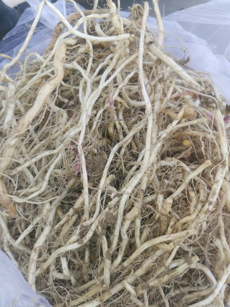 款冬花种根种苗，现挖鲜根，优质抗病良种，诚信商家，回收产