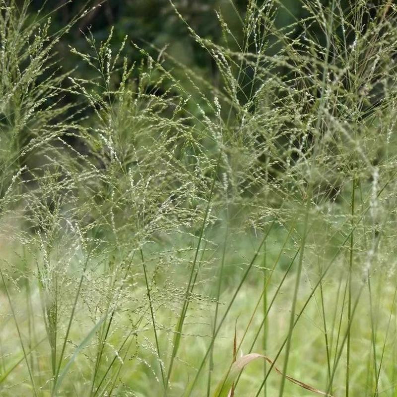柳枝稷种子阿拉莫暖季多年生禾草观赏草种子四季播种