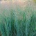 柳枝稷种子阿拉莫暖季多年生禾草观赏草种子四季播种