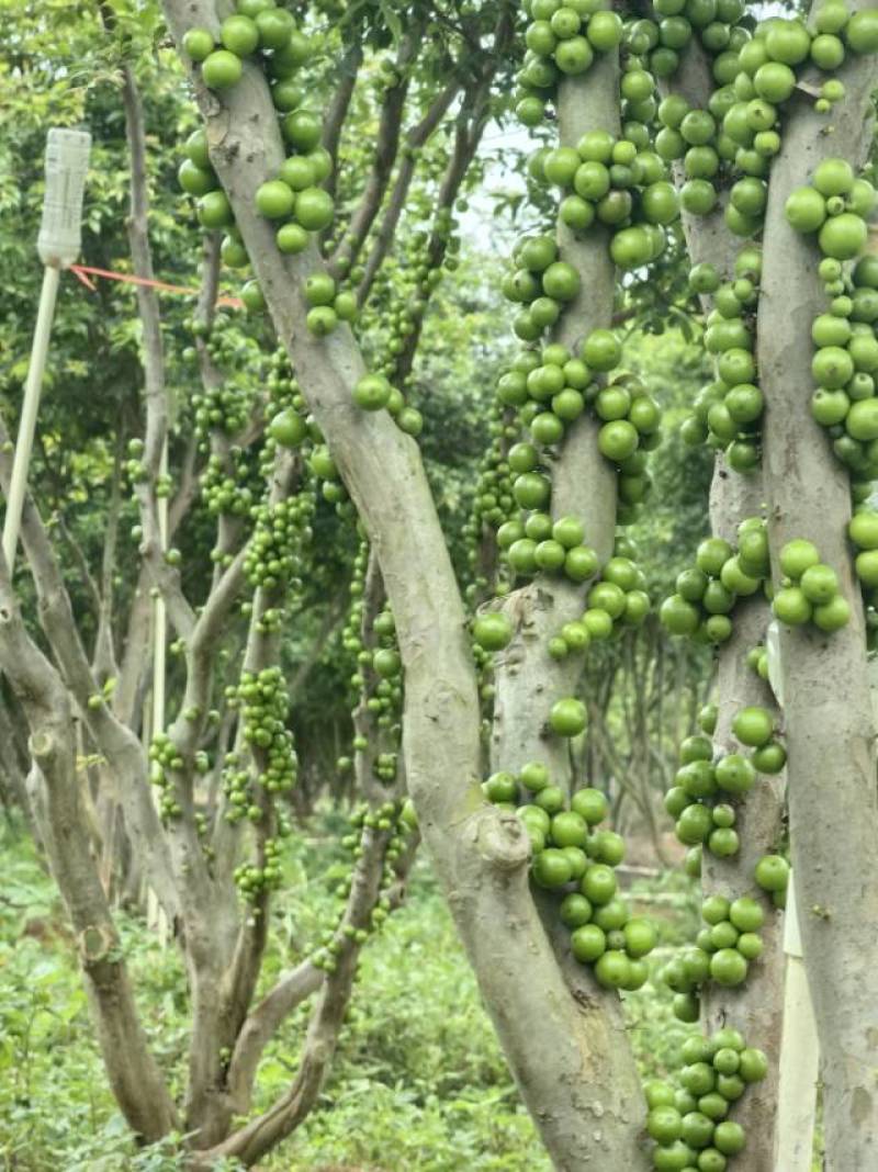 新鲜嘉宝果，健康美味产地基地全国发货大量供应欢迎新老顾客电话