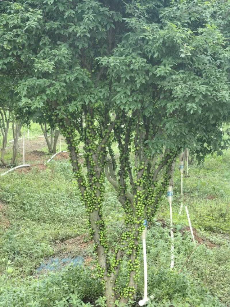 新鲜嘉宝果，健康美味产地基地全国发货大量供应欢迎新老顾客电话