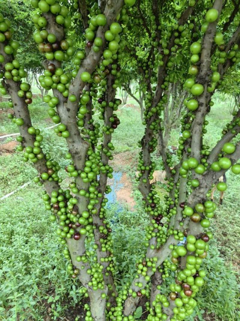新鲜嘉宝果，健康美味产地基地全国发货大量供应欢迎新老顾客电话