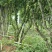 新鲜嘉宝果，健康美味产地基地全国发货大量供应欢迎新老顾客电话