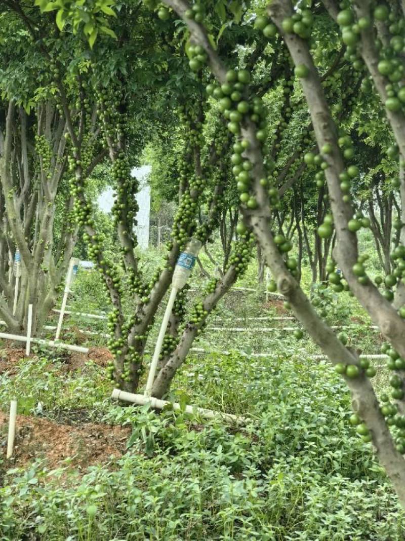 新鲜嘉宝果，健康美味产地基地全国发货大量供应欢迎新老顾客电话