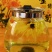 金丝皇菊婺源皇菊七月菊自产自销品质优良低温烘培