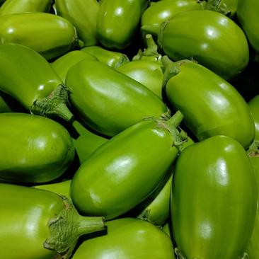 安阳青茄子一手货源产地直发量大从优可供商超市场