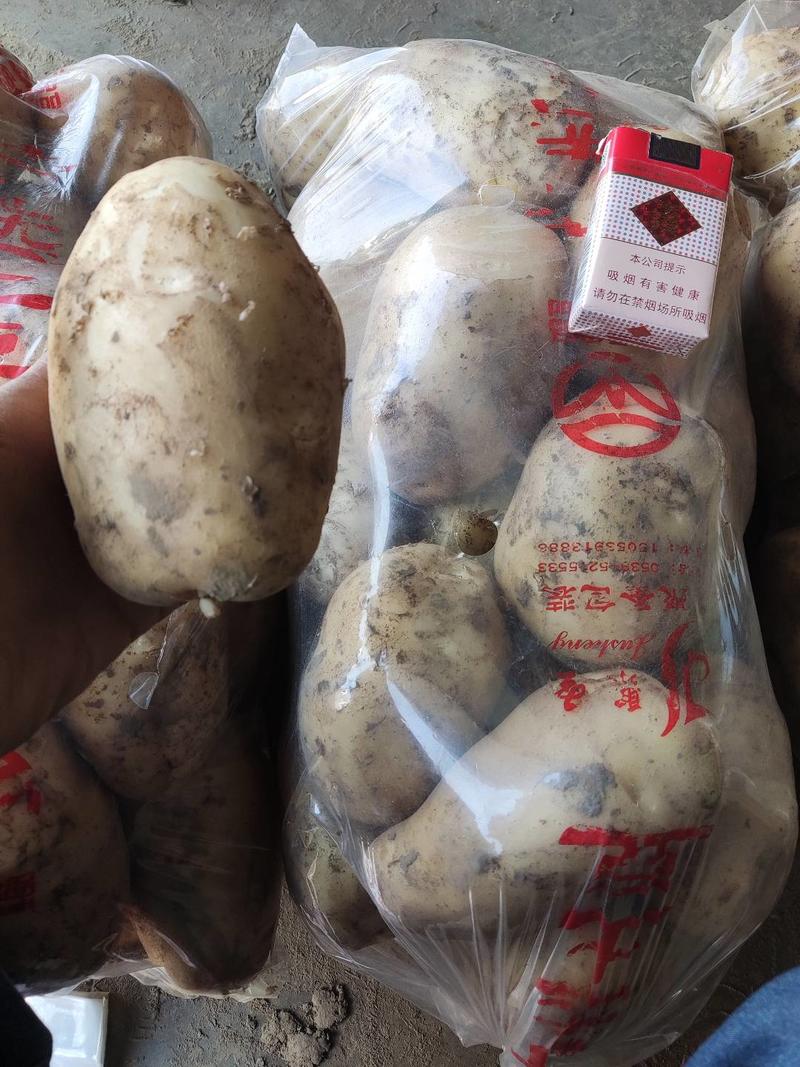 新土豆沙土黄心土豆大量供应对接商超平台价格美丽大小均可
