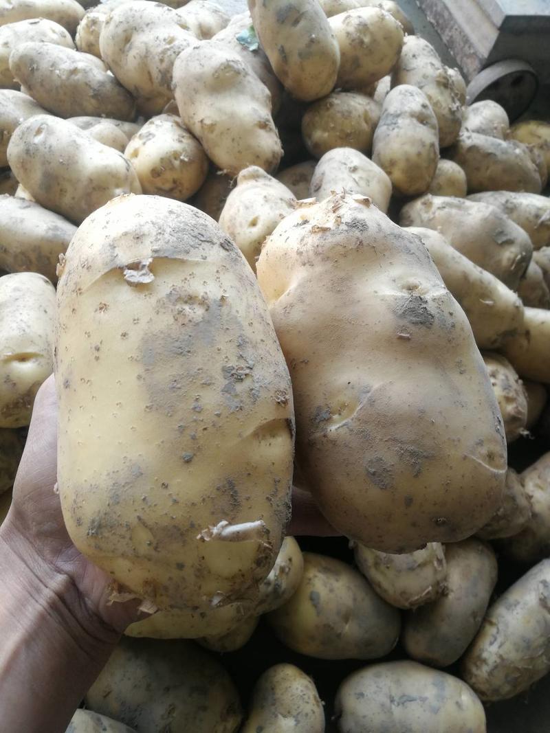 新土豆沙土黄心土豆大量供应对接商超平台价格美丽大小均可