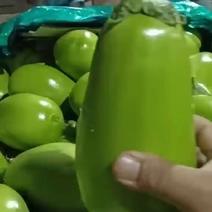 安阳青茄子一手货源产地直发量大从优可供商超市场