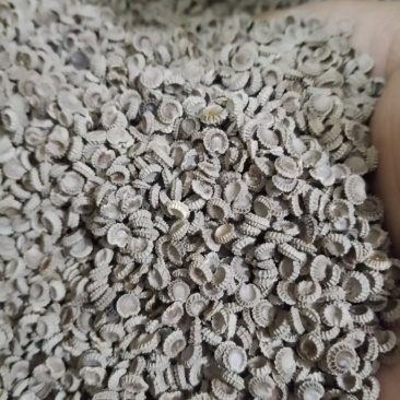 粉防己种子，汉防己种子土木香种子