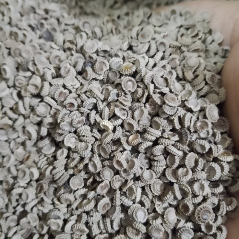粉防己种子，汉防己种子土木香种子