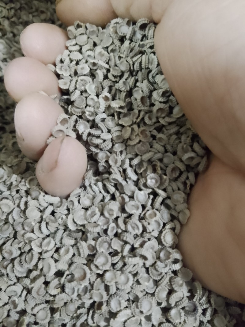 粉防己种子，汉防己种子土木香种子