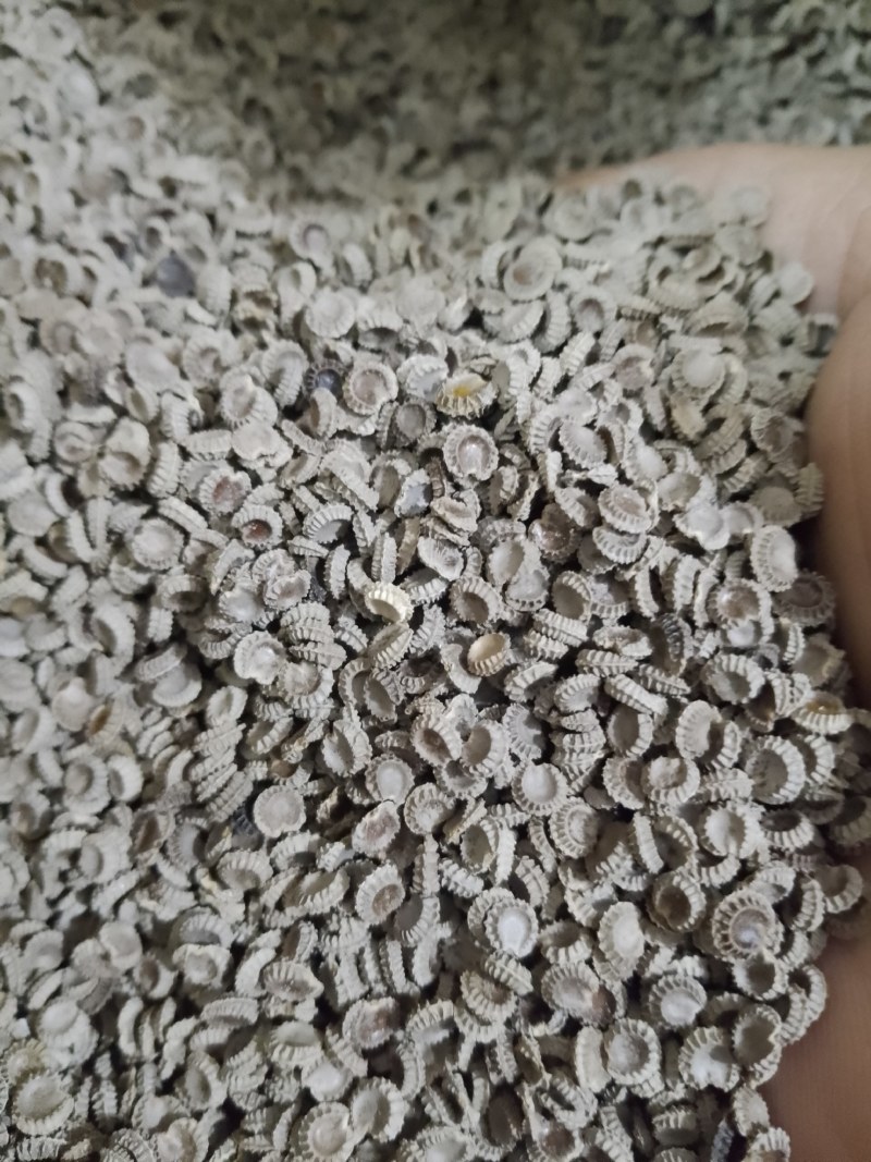 粉防己种子，汉防己种子土木香种子