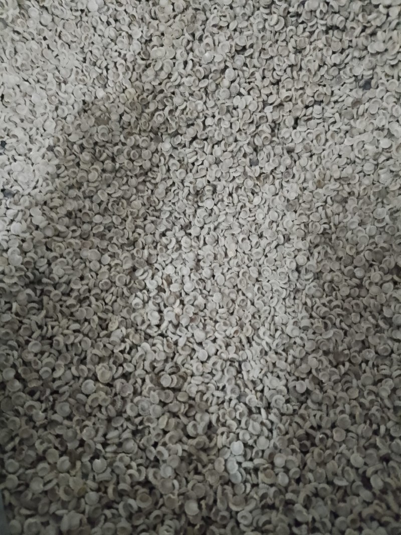 粉防己种子，汉防己种子土木香种子
