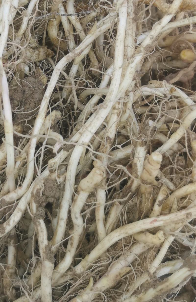 优质款冬花种根种苗，高产抗病品种，现挖鲜根，诚信商家