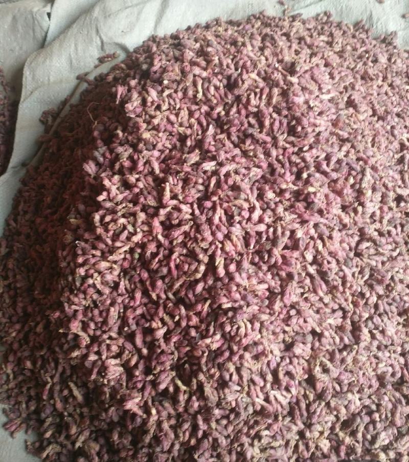 优质款冬花种根种苗，高产抗病品种，现挖鲜根，诚信商家