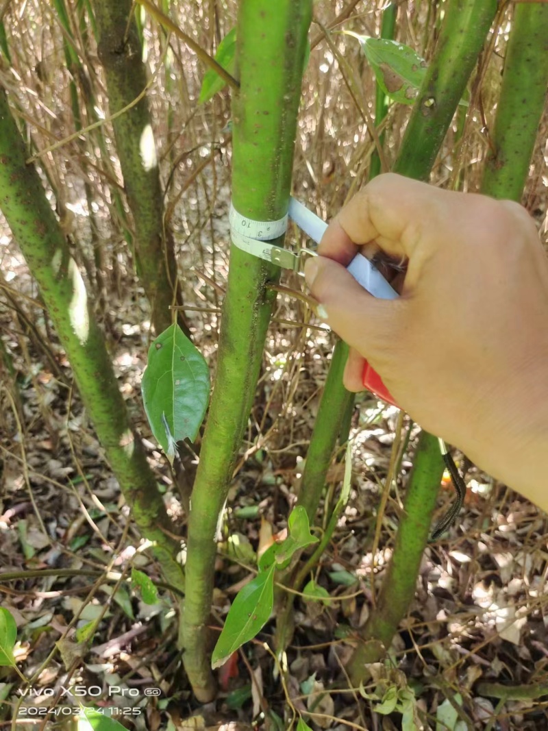 大批量供应多杆大小香樟树
