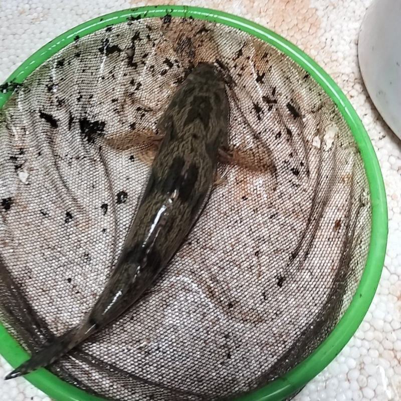 海南笋壳鱼