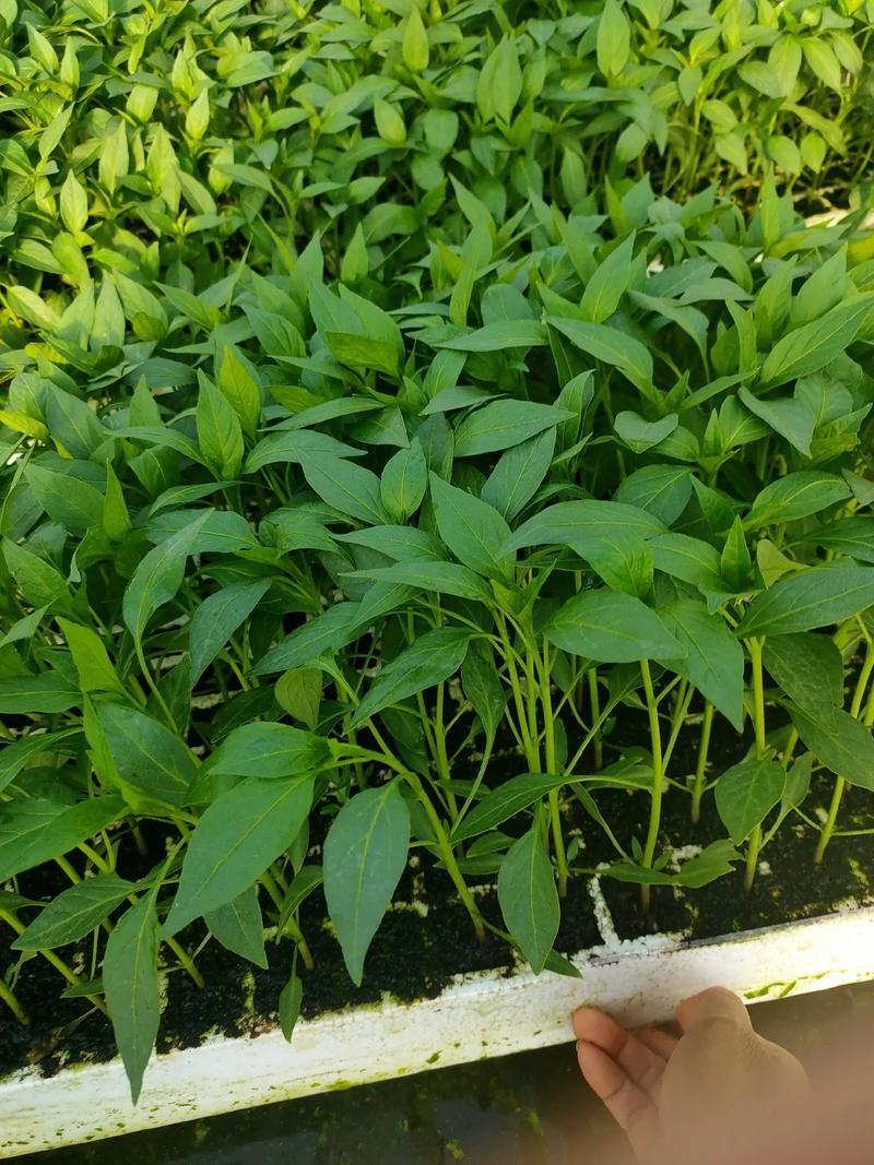 山东椒朵红杂交辣椒苗果大高产抗病分枝多茎杆粗壮