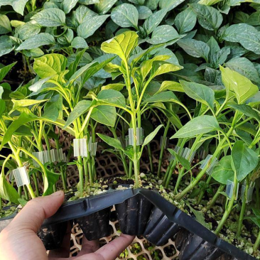 山东椒朵红杂交辣椒苗果大高产抗病分枝多茎杆粗壮