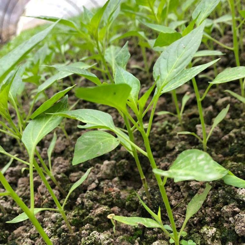 山东椒朵红杂交辣椒苗果大高产抗病分枝多茎杆粗壮