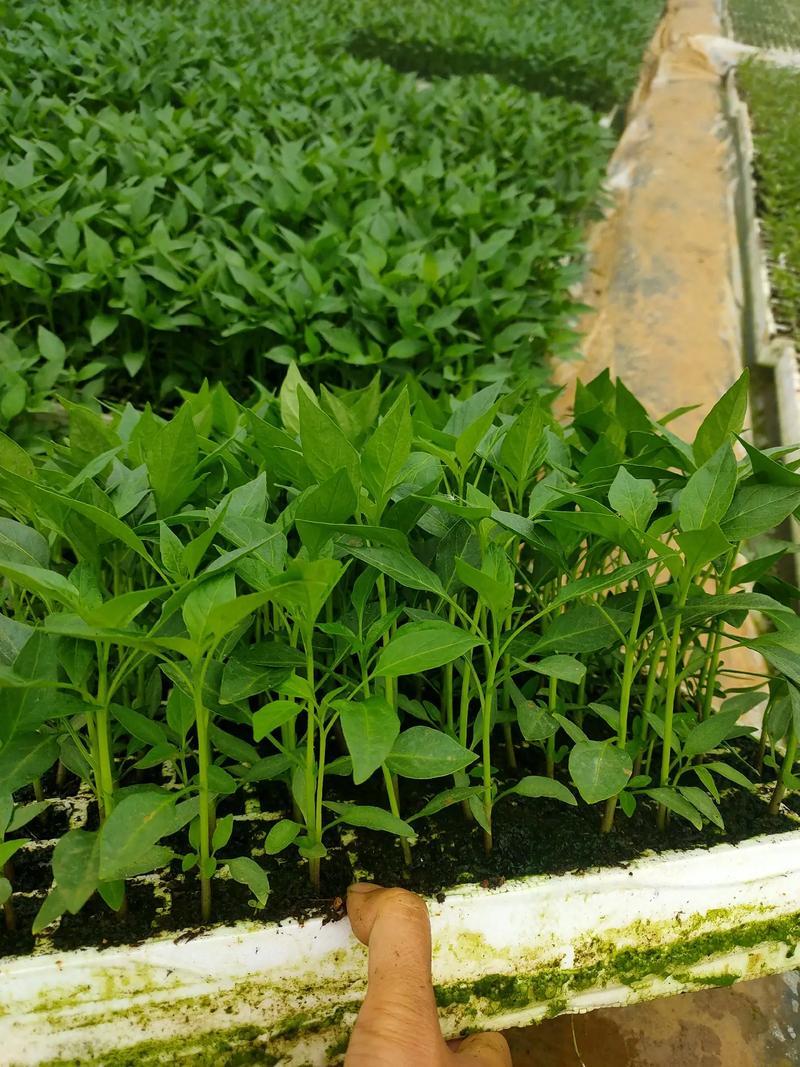 山东椒朵红杂交辣椒苗果大高产抗病分枝多茎杆粗壮
