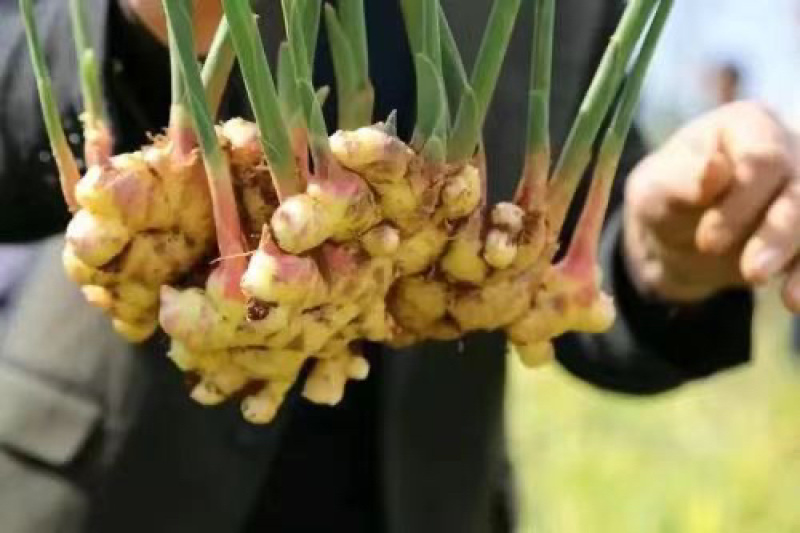 广西红芽仔姜上市产地直发，量大优惠，质量保证