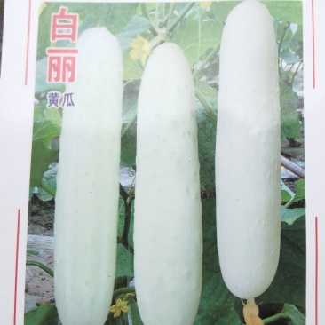 黄瓜种子白丽白龙一号雪白个头大结黄瓜多肉质柔嫩味甜
