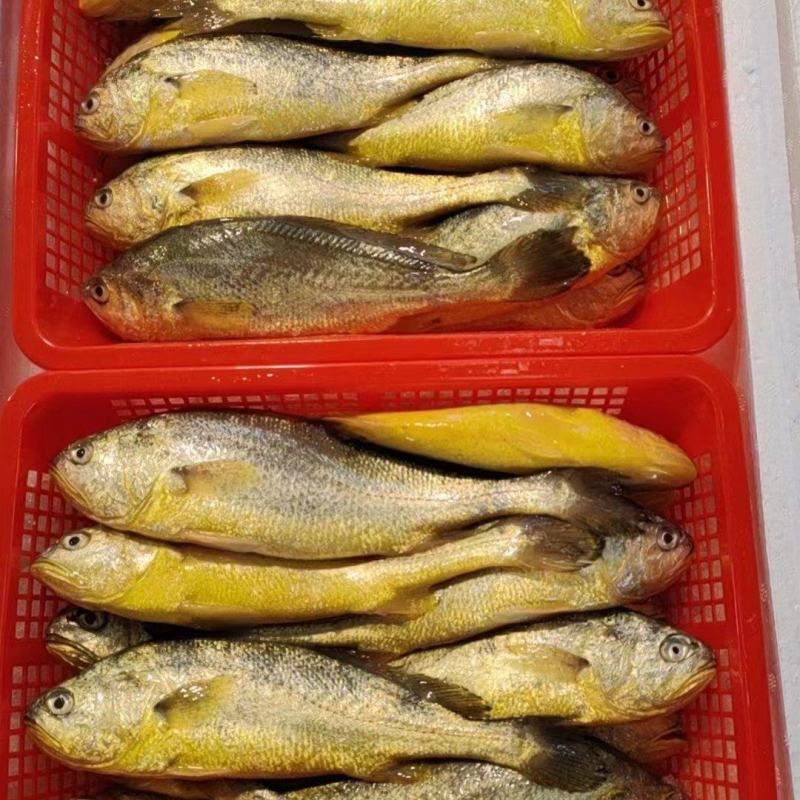 福建宁德霞浦新鲜大黄花鱼小黄花鱼一手货源